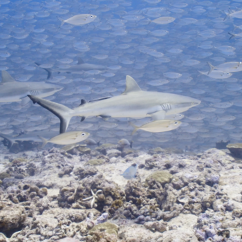 Daily Dive # 191 | Diving Amongst Fakarava’s Wall of Sharks